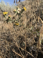 Heterotheca villosa