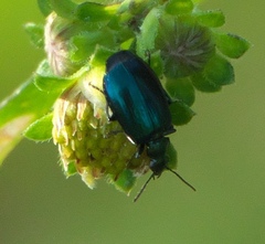 Lebia viridis
