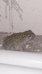 Incilius alvarius