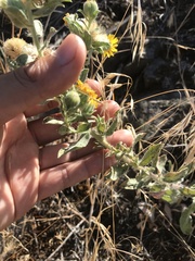 Heterotheca villosa