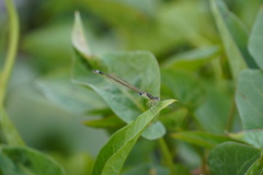 Ischnura senegalensis