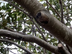 Sphecotheres vieilloti