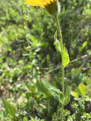 Arnica latifolia