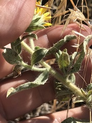 Heterotheca villosa