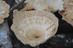 Cymatoderma