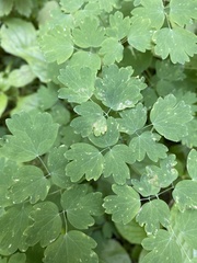 Thalictrum occidentale