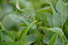 Ischnura senegalensis