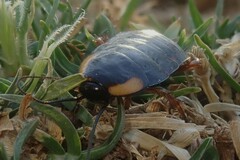 Pseudoderopeltis albilatera