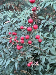 Nandina domestica