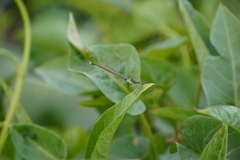 Ischnura senegalensis