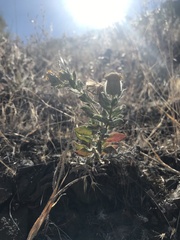 Heterotheca villosa
