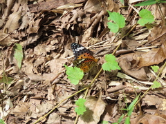 Argynnis hyperbius hyperbius