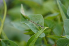 Ischnura senegalensis