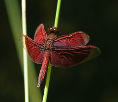 Neurothemis