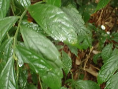 Elatostema lineolatum