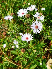 Symphyotrichum lanceolatum