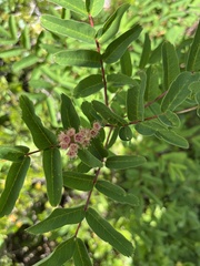 Sorbus scopulina
