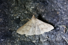 Renia flavipunctalis