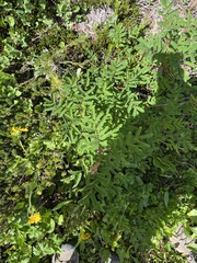 Sorbus scopulina