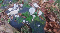 Pleurocybella porrigens