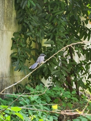 Rhipidura javanica