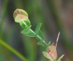 Hypericum tetrapetalum