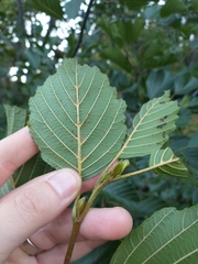 Alnus glutinosa