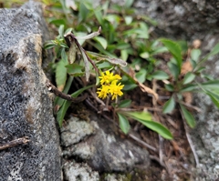 Solidago leiocarpa