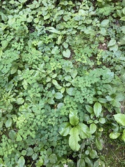 Thalictrum occidentale