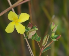 Hypericum tetrapetalum
