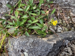 Solidago leiocarpa