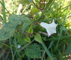 Ipomoea lacunosa