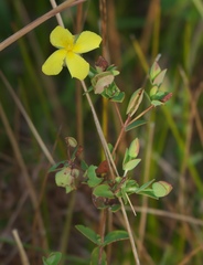 Hypericum tetrapetalum
