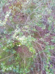 Betula nana