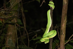 Corallus batesii