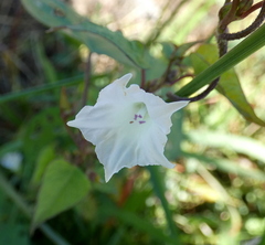 Ipomoea lacunosa