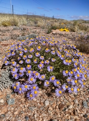 Felicia filifolia