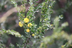 Acacia paradoxa