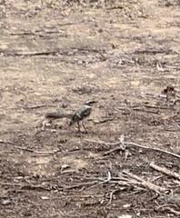 Mimus longicaudatus