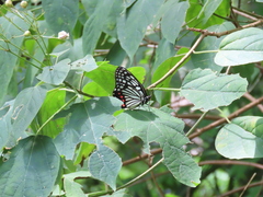 Hestina assimilis assimilis