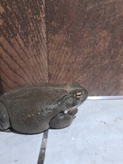 Incilius alvarius
