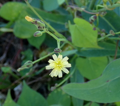 Lactuca canadensis