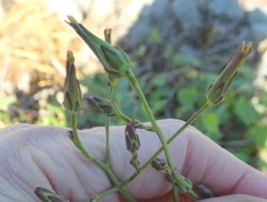 Lactuca canadensis