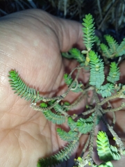 Pimelea