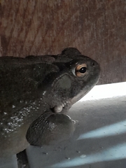 Incilius alvarius