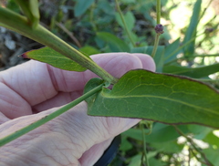 Lactuca canadensis