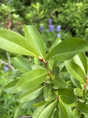 Salix scouleriana