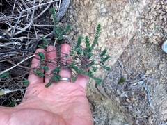 Pimelea