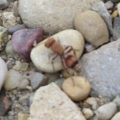 Dasymutilla scaevola