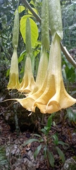 Brugmansia